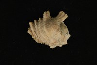 藏品(金口岩螺)的圖片